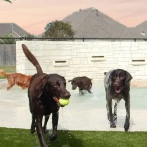 Dogs outside and one holding a tennis ball